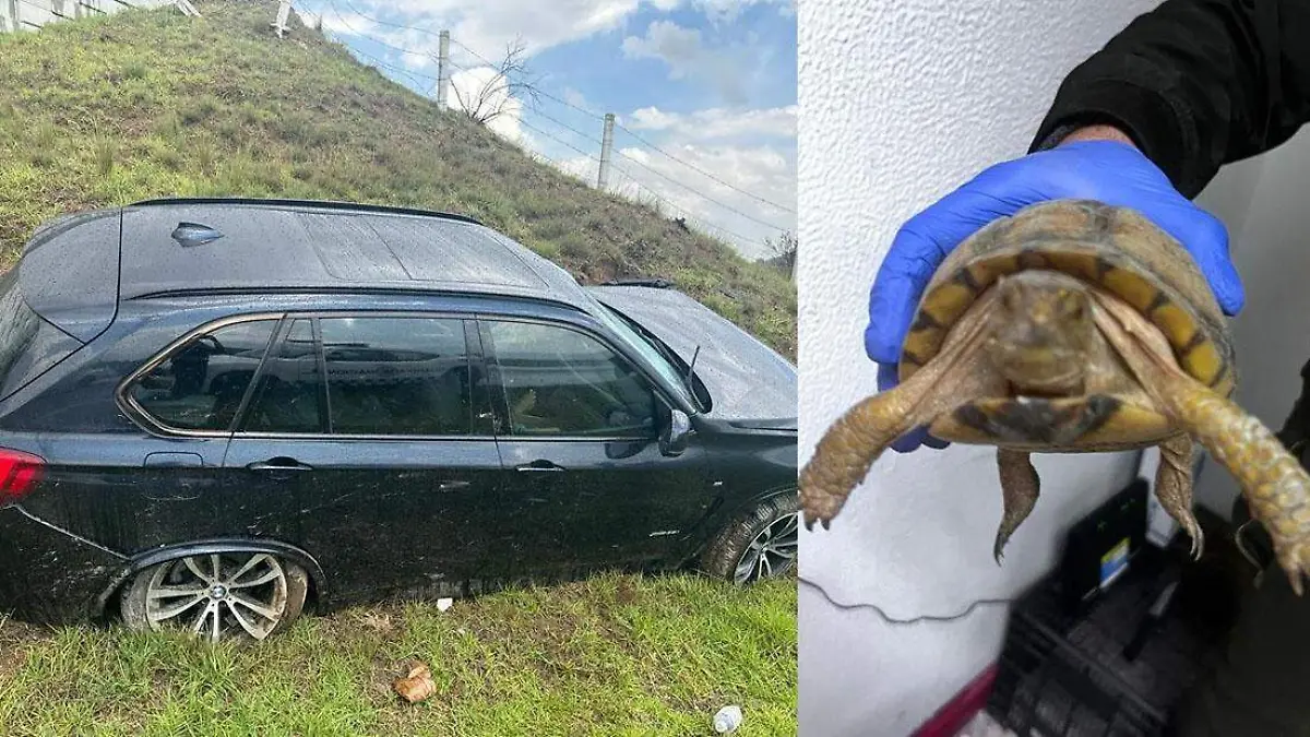 en la autopista amozoc perote BMV se accidente con tortugas